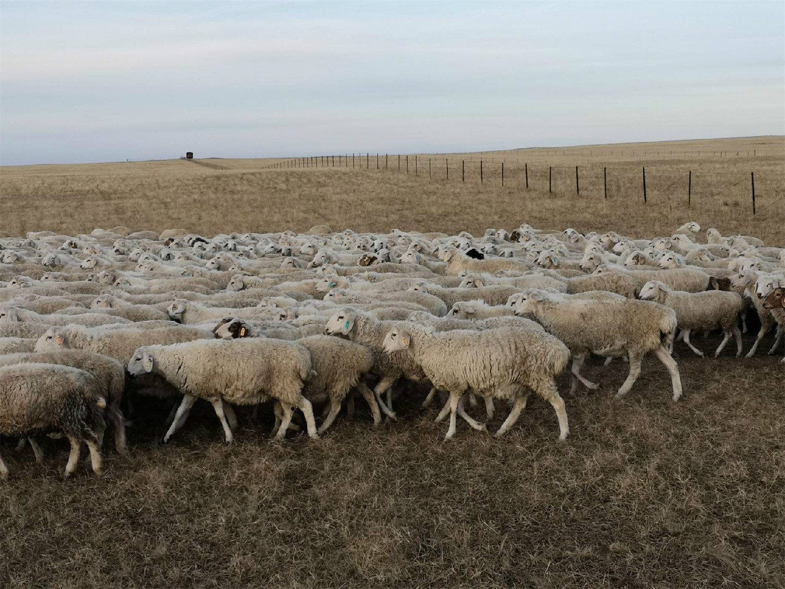 500只呼伦贝尔羊(商品羊活体)整体转让交易公告