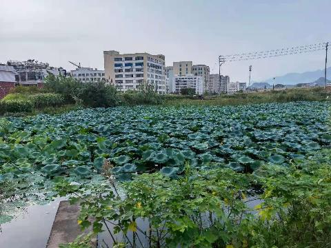 廿三里街道光耀境村土地流转