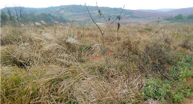 常州市钟楼区五星街道新庄村10组40亩四荒地经营权出租公告