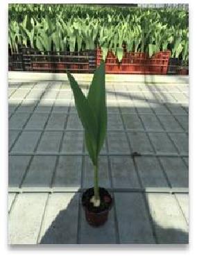 盆栽郁金香一批（常州武进夏溪）