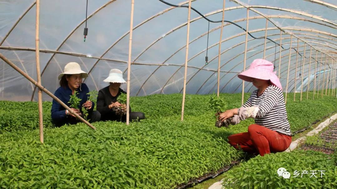 甘肃三年目标:重点优势特色产业全产业链增值68.3%