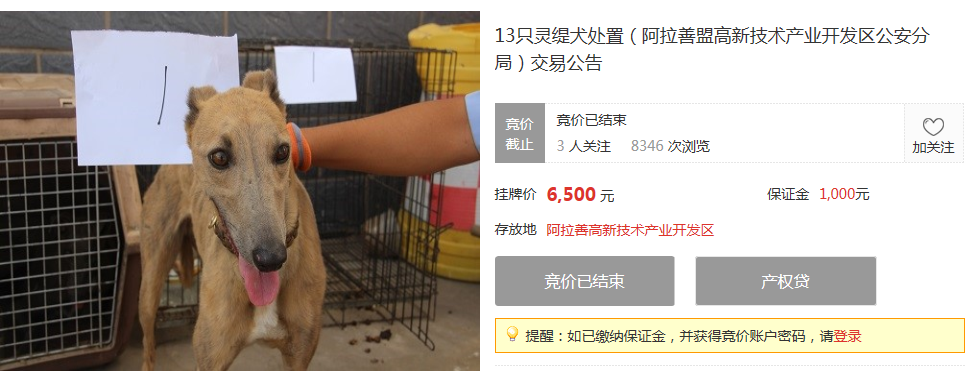 近期亮点项目,活体犬只成交/1947轮高竞价成交