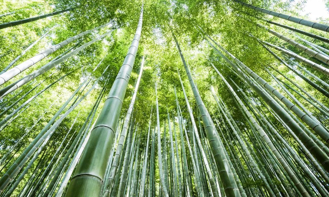 落实“以竹代塑”倡议,助力竹业提速增效,引领新时代绿色革命!